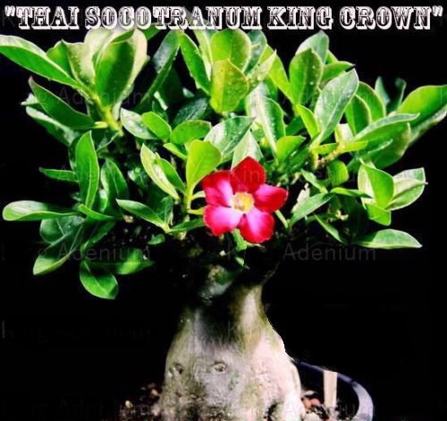 (image for) Thai Socotranum \'King Crown\' 5 Seeds